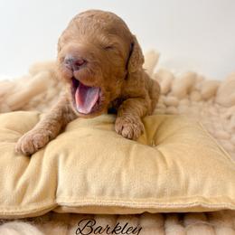 Barkley - Red  male Goldendoodle puppy in from Pink Poodles and Doodles