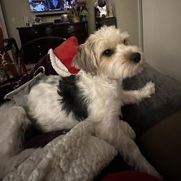 Oreo - Yorkshire Terrier