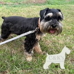 Chico - Miniature Schnauzer