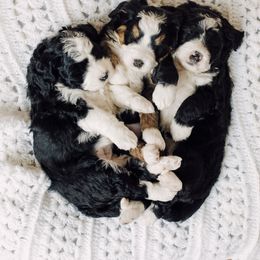 Bernedoodle and Bernese Mountain Dog Puppies from Beautiful Mountain Berners