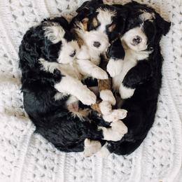 Bernedoodle and Bernese Mountain Dog Puppies from Beautiful Mountain Berners