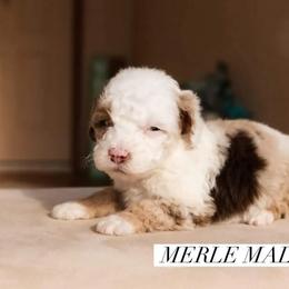 Aussiedoodle and Goldendoodle Puppies from Ever After Doodles Arizona