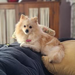 Sassy - Pomeranian