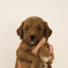 Pick of the litter Red Male - Red  male Goldendoodle puppy in Clarksville, Tennessee from Tennessee Goldendoodles, since 2014