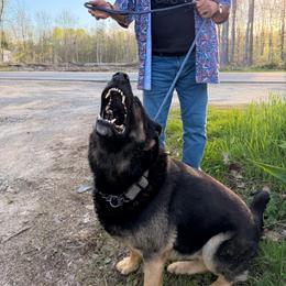 Flex - German Shepherd