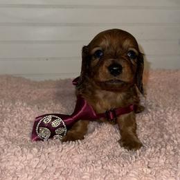 Dachshund Puppies from Wiggle Weens