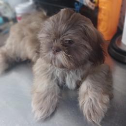 wednesday - Shih Tzu
