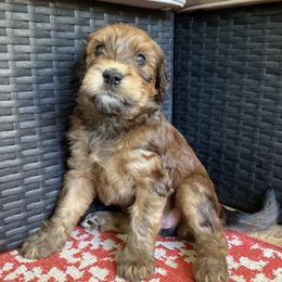 Nutmeg - Brown female Whoodle puppy in Concord, North Carolina from RockyRiverDoodles