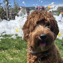 Palmer - Goldendoodle