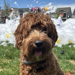 Palmer - Goldendoodle