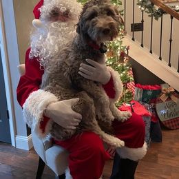 Assorted Doodle Crosses and Bearded Collie Puppies from White Tips Ranch