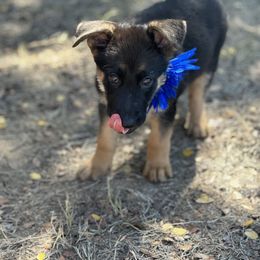 German Shepherd Puppies from Pridelands