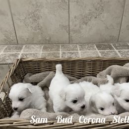 Coton de Tulear Puppies from Shiloh Cotons