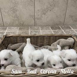 Coton de Tulear Puppies from Shiloh Cotons