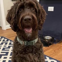 Labradoodles from Kamga Labradoodles