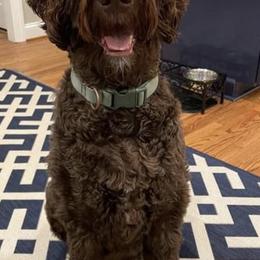 Labradoodles from Kamga Labradoodles