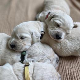 7th Girl - Light golden female Golden Retriever puppy in Decatur, Indiana from Sporting Ridge K9’s