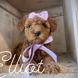 Cavapoo and Poodle Puppies from Premier Paws