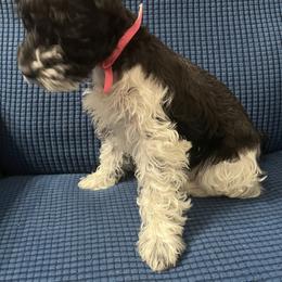 Miniature Schnauzer and Shorkie Puppies from Southern Ohio Schnauzers & Snorkies