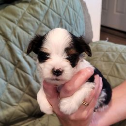 Male (Oakley) - Parti male Yorkshire Terrier puppy in Las Animas, Colorado from CAMDEN Parti Puppies-Colorado Parti Yorkies