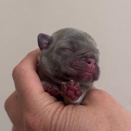 Steele - Tricolors male French Bulldog puppy in Renton, Washington from Laurel Canyon Kennels