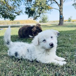 Letty - Blue merle and white female American Corgi puppy in Bloomfield, Iowa from Beebe’s Corgis | Seven B Corgi Co