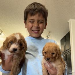 Cavapoo and Cockapoo Puppies from The Barkery