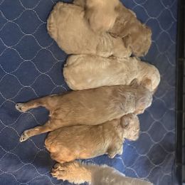 Labrador Retriever Puppies from Courtland va, River Bank Kennels