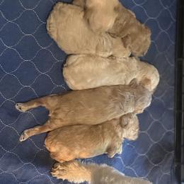 Labrador Retriever Puppies from Courtland va, River Bank Kennels