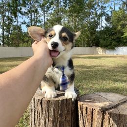 Atlas - Black and white male American Corgi puppy in Florida from Sunrise Corgis