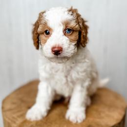 Matthew - Apricot male Aussiedoodle puppy in Arlington, Washington from Doodle Love Laugh