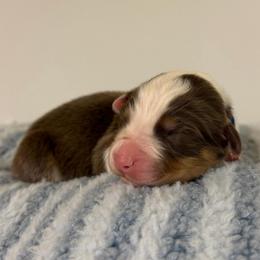 Enchilada - Red tri-color male Australian Shepherd puppy in Anniston, Alabama from All Hale Aussies