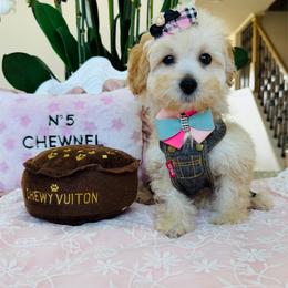 STAR - Champagne female Maltipoo puppy in Sugar Land, Texas from Celebrity Maltipoos