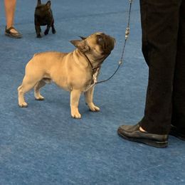 French Bulldog All Grown Up from SandRiver Kennel