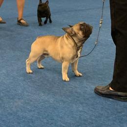 French Bulldog All Grown Up from SandRiver Kennel
