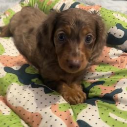 Nova - Dapple female Dachshund puppy in Mc Kenzie, Tennessee from Kristy's Dachshunds
