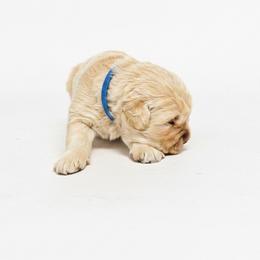 'Barmy' Fotheringay-Phipps - Golden male Golden Retriever puppy in Fairview, Tennessee from Full of Grace Goldens