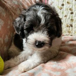 Moses - Merle male Cavapoo puppy in Underwood, Minnesota from Tru Cuddle Pups