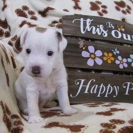 Jack Russell Terrier Puppies from Spritely Jack Russell Terriers
