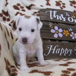 Jack Russell Terrier Puppies from Spritely Jack Russell Terriers