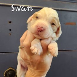 Swan - White female Bernedoodle puppy in Pollock Pines, California from Ten Acre Wood Doodles