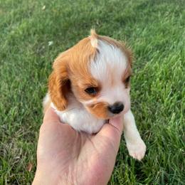 Cavalier King Charles Spaniel Puppies from Strawberry Hill Cavaliers