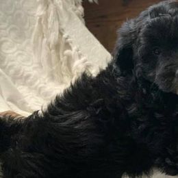 Aussiedoodles and Poodles from Magnolia Doodles