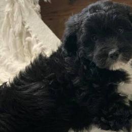 Aussiedoodles and Poodles from Magnolia Doodles