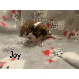 Girl 1 - Aussiedoodle puppy in Tonopah, Arizona from Lazy T9 Ranch