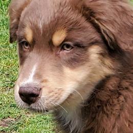 Australian Shepherd Puppies from Farmstead Aussies