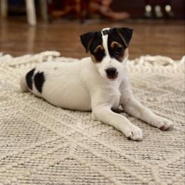 Deep Creek Dots on the Doppler - Tri-colored female Parson Russell Terrier puppy in Timberlake, North Carolina from Deep Creek Welsh Farm