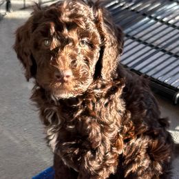 Red collar male - Chocolate male Goldendoodle puppy in Christiana, Tennessee from Rechlicz Family Doodles