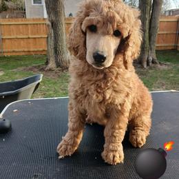 Black - Apricot male Poodle puppy in Big Rapids, Michigan from Meeker's Ridge Standard Poodles