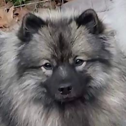 Fable - Keeshond